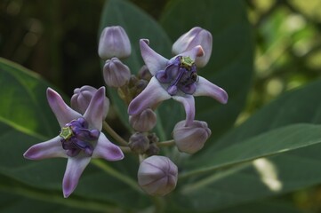 Calotropis gigantea or Biduri flower