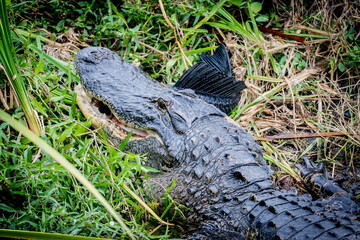 Large American Alligator Eating a Fish on the Bank of a Lake in Central Florida