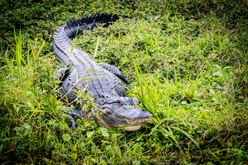 American Alligator Laying on the Bank by a Lake in Central Getting Ready to Enter the Water Showing Teeth With Full Body