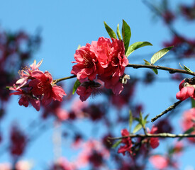 Branch of flowering peach tree