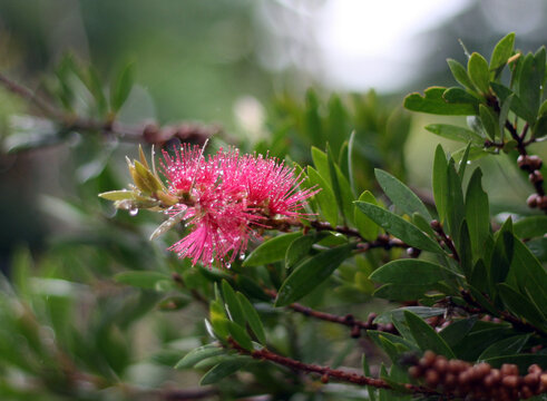 Branch with flowers of Melaleuca citrina with raindrops (Callistemon citrinus, common red bottlebrush, crimson bottlebrush, lemon bottlebrush)