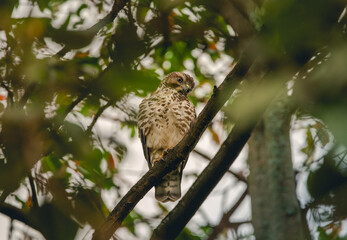 Breathtaking High-Resolution Image of a Broad-winged Hawk (Buteo platypterus), a Majestic Addition to Your Creative Collection