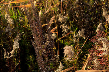 Autumn grasses