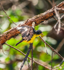 Splendid Image of a Lesser Goldfinch (Spinus psaltria) in High Resolution, Perfect for Your Creative Venture