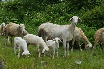 goat farming