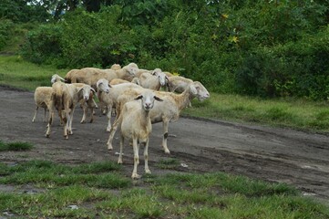 goat farming