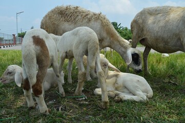 goat farming