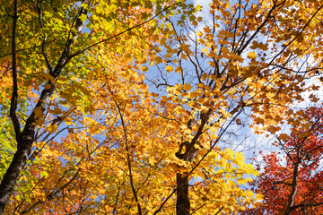 autumn in the park