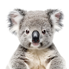Close-up portrait of a koala bear isolated on transparent background cutout, PNG file.