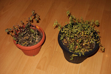 Withered vegetable plants in a pot