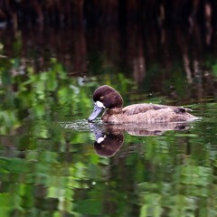 The greater scaup bluebill duck