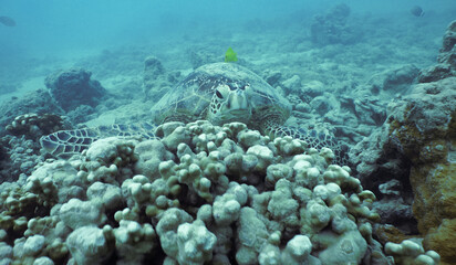 Obraz na płótnie Canvas Wild Hawaiian Green Sea Turtle near Waikiki 