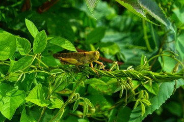 Obraz premium grasshopper on the tree