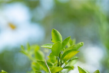 Fototapeta na wymiar green leaves on the tree in nature. soft focus and blurred background