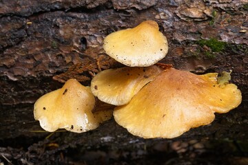 Conk mushrooms on a fallen log. - obrazy, fototapety, plakaty