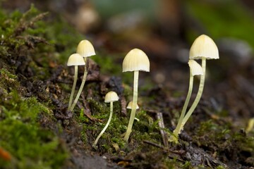 Cluster of tiny capped musrooms.