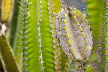 Cereus cactus having problem with scale insect attached and sucking sap from this plant.