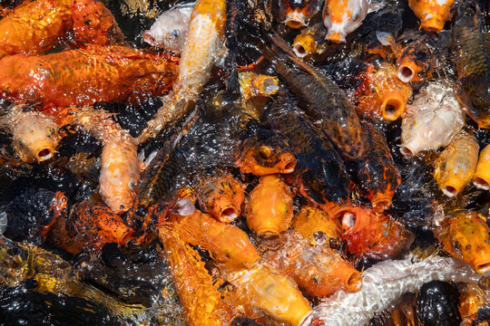Large school of colorful orange and black Koi fish splasing on the surface of the water with their mouth open begging for ood. 