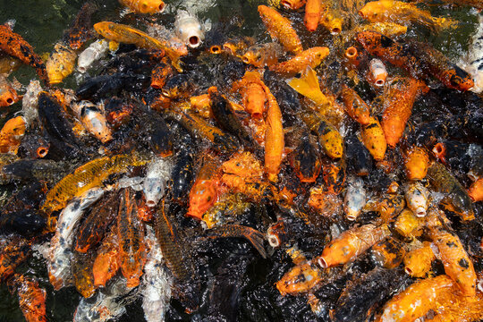 Large school of colorful orange and black Koi fish splasing on the surface of the water with their mouth open begging for ood. 