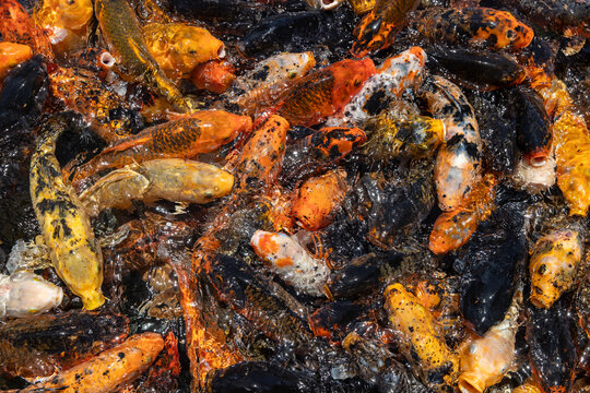 Large school of colorful orange and black Koi fish splasing on the surface of the water with their mouth open begging for ood. 