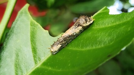 caterpillar