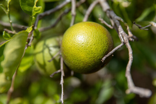 Green citrus fruit growing on a tree on the tropical island Kauai Hawaii.