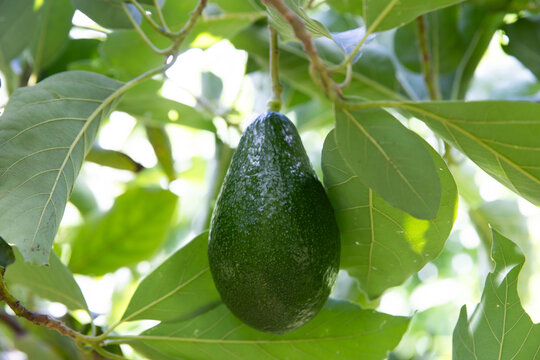 Fresh, ripe green avocado fruit growing in a tree on a tropical island. 