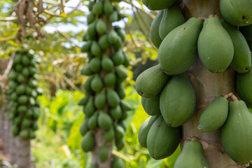The fruit in the image is papaya. These are unripe green papayas growing in clusters directly from the trunks of papaya trees, which is typical of their growth pattern. 