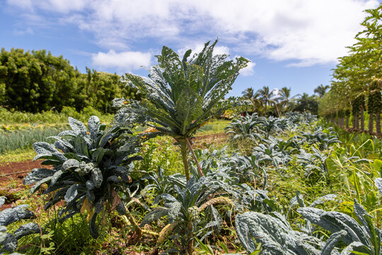 Tropical Hawaii island farm growing various produce including lettuce, herbs, and vegetables in rich productive soil. 