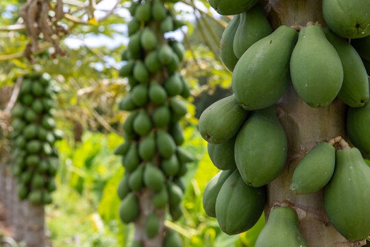 The fruit in the image is papaya. These are unripe green papayas growing in clusters directly from the trunks of papaya trees, which is typical of their growth pattern. 