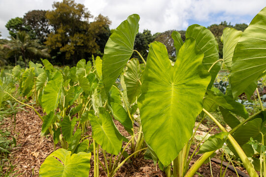 Fresh taro leaves, a green, leafy vegetable growing in a tropical garden. The large green leaf is low in calories