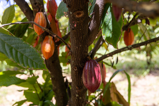 Fresh cocoa bean growing on a cacao tree in a tropical island jungle