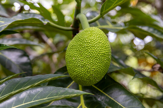 Large jack fruit growing on a tree in a tropical island jungle. 