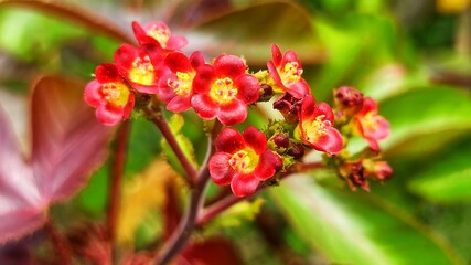 Obraz premium small flowers in the bush