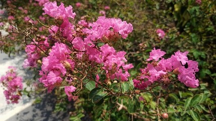 Obraz premium the pink flowers