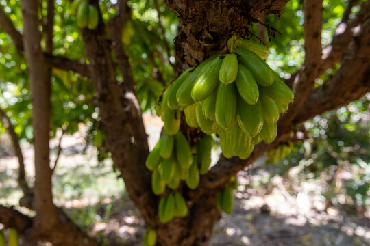 Fresh green star fruit hanging from a tree in Hawaii.