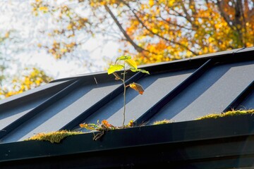 Sapling in metal roof gutter