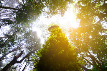 Nature forest green tree magic sunlight beam light in woodland. Beautiful rays of sunlight in tranquil green forest. Sumbeam through ray light outdoors park. Natural Blurred background summer time.