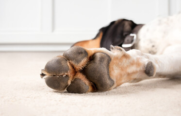 Dog paw with paw pads. Close up paw on front leg of extra large dog lying relaxed on living room floor. Paw health and anatomy concept. 2 years old male bluetick Coonhound. Selective focus. © Petra Richli