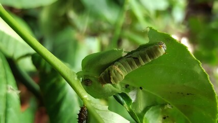 green caterpillar in the garden