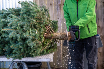 Man with a chainsaw cutting a fresh end on a sheared Christmas tree laying on a metal work table
