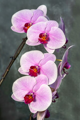 Cheerful pink orchid flowers blooming in sun against a dark gray background
