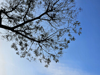 하늘과 나무 실루엣