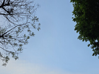 하늘과 나무 실루엣