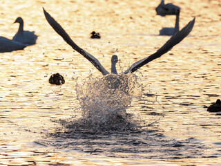 水を蹴りかけ出す白鳥