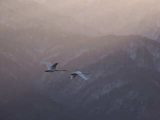 光射す山を背景に飛ぶ白鳥
