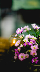  turns yellow or purple. The leaves of Zinnia are ovate, elliptical or broadly lanceolate,...