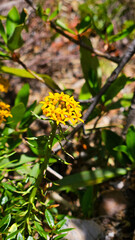 yellow flowers in the ground