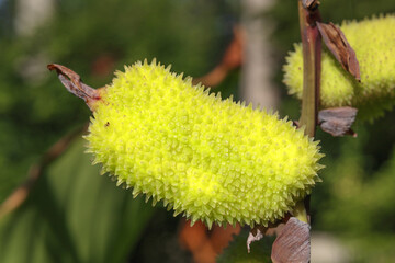 Canna lily seed pod in garden. Green spiky seed pod Lucifer Canna Lily plant in autumn, soon ready...