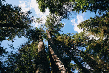 Giant Douglas fir trees in rainforest. Looking up at tree crowns and blue sky. Old growth forest ecosystem and wildlife habitats. North Vancouver, Capilano River Regional Park, Canada. Selective focus